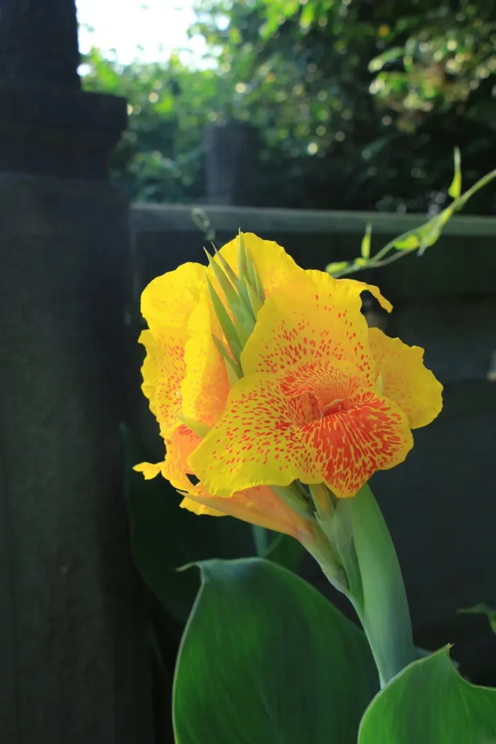 Canna Lily Seeds - Transform Your Garden with Vibrant Blooms 🌼