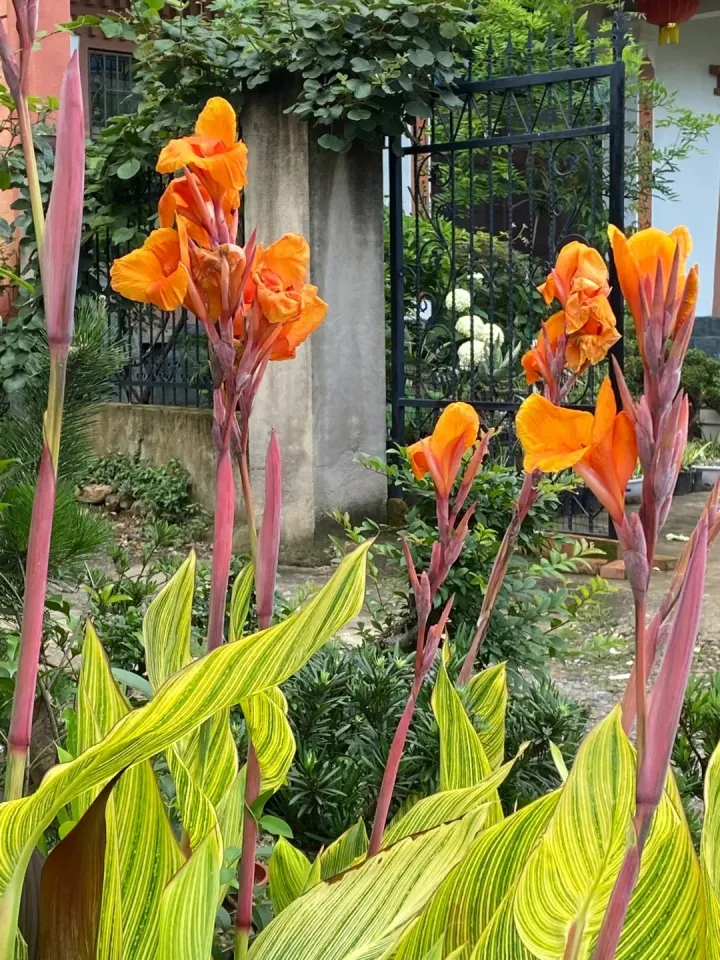 Canna Lily Seeds - Transform Your Garden with Vibrant Blooms 🌼