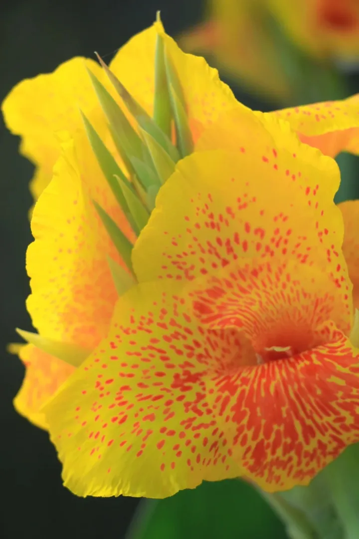 Canna Lily Seeds - Transform Your Garden with Vibrant Blooms 🌼