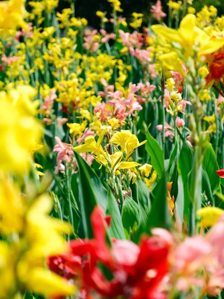 Canna Lily Seeds - Transform Your Garden with Vibrant Blooms 🌼