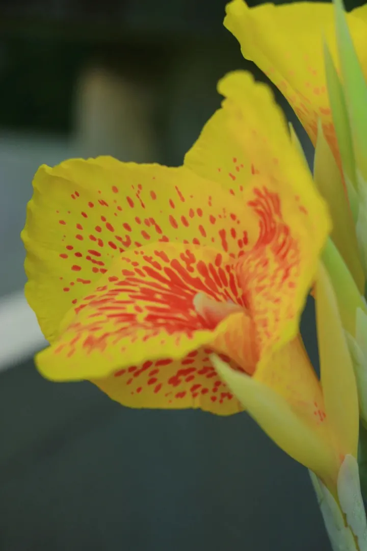 Canna Lily Seeds - Transform Your Garden with Vibrant Blooms 🌼
