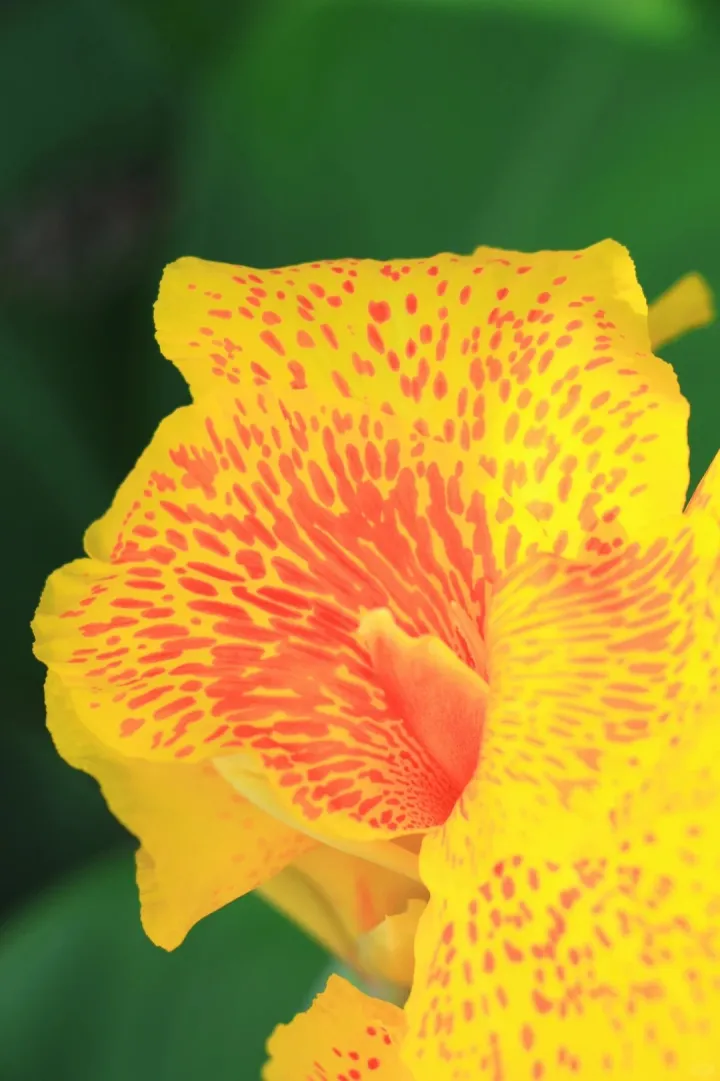 Canna Lily Seeds - Transform Your Garden with Vibrant Blooms 🌼