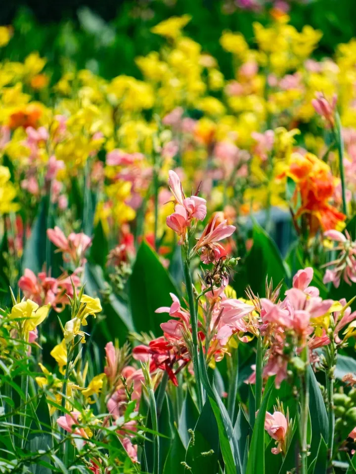Canna Lily Seeds - Transform Your Garden with Vibrant Blooms 🌼