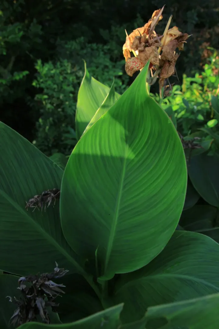 Canna Lily Seeds - Transform Your Garden with Vibrant Blooms 🌼