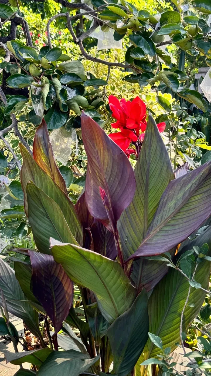 Canna Lily Seeds - Transform Your Garden with Vibrant Blooms 🌼