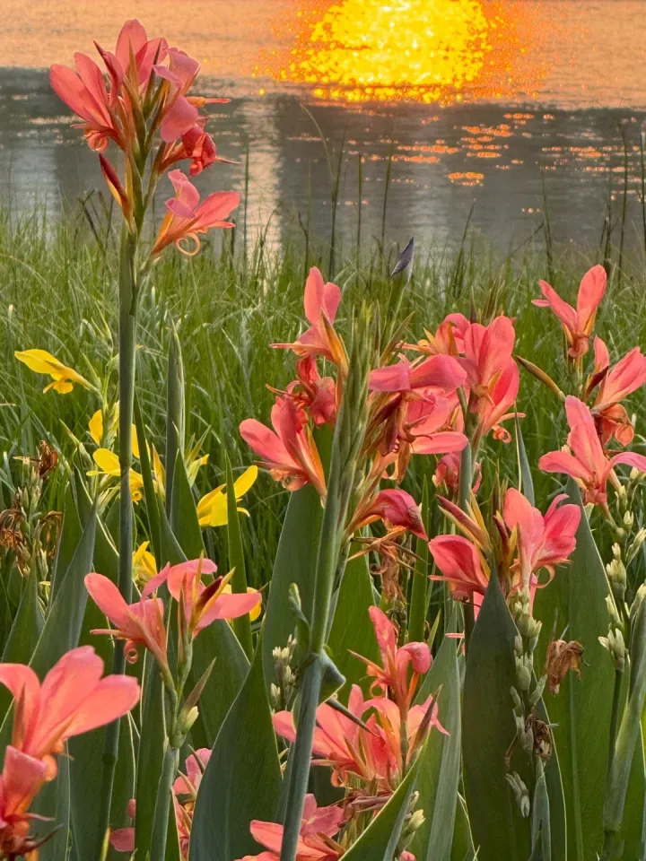 Canna Lily Seeds - Transform Your Garden with Vibrant Blooms 🌼
