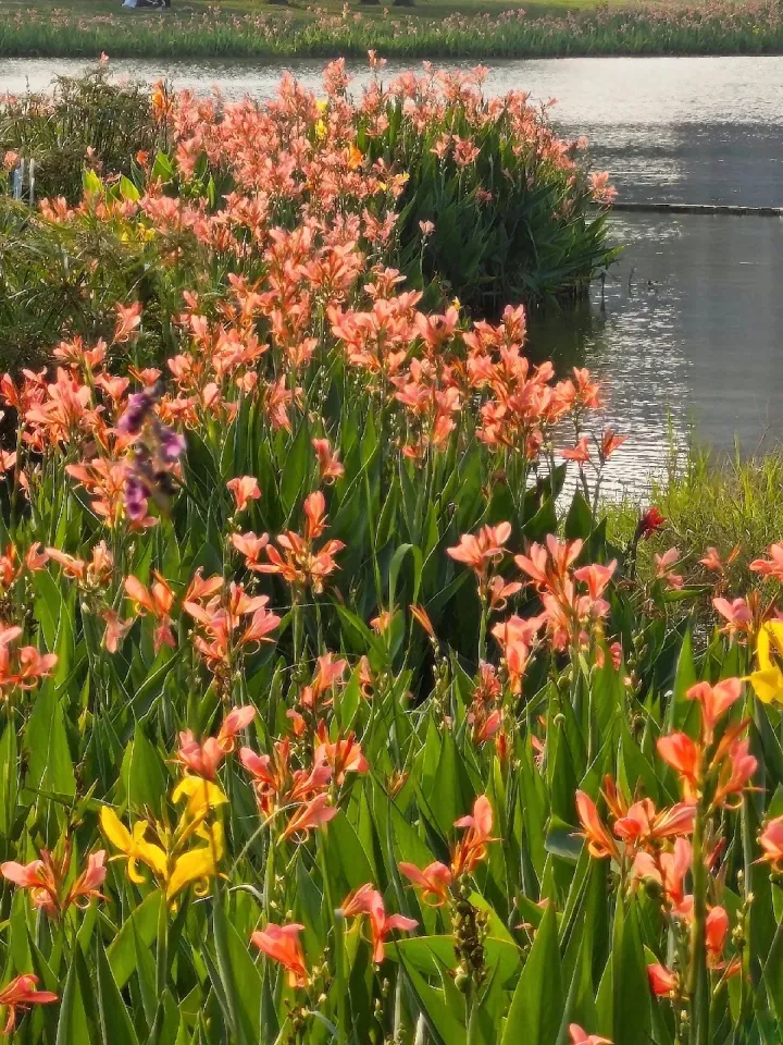Canna Lily Seeds - Transform Your Garden with Vibrant Blooms 🌼