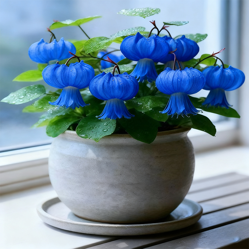 🏮 Lantern Flower Seeds — Grow Your Own Miniature Garden Lights 🌱✨