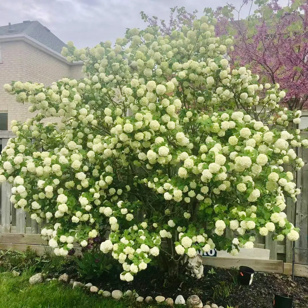 🔥Limited Time Special Offer🎉Viburnum macrocephalum