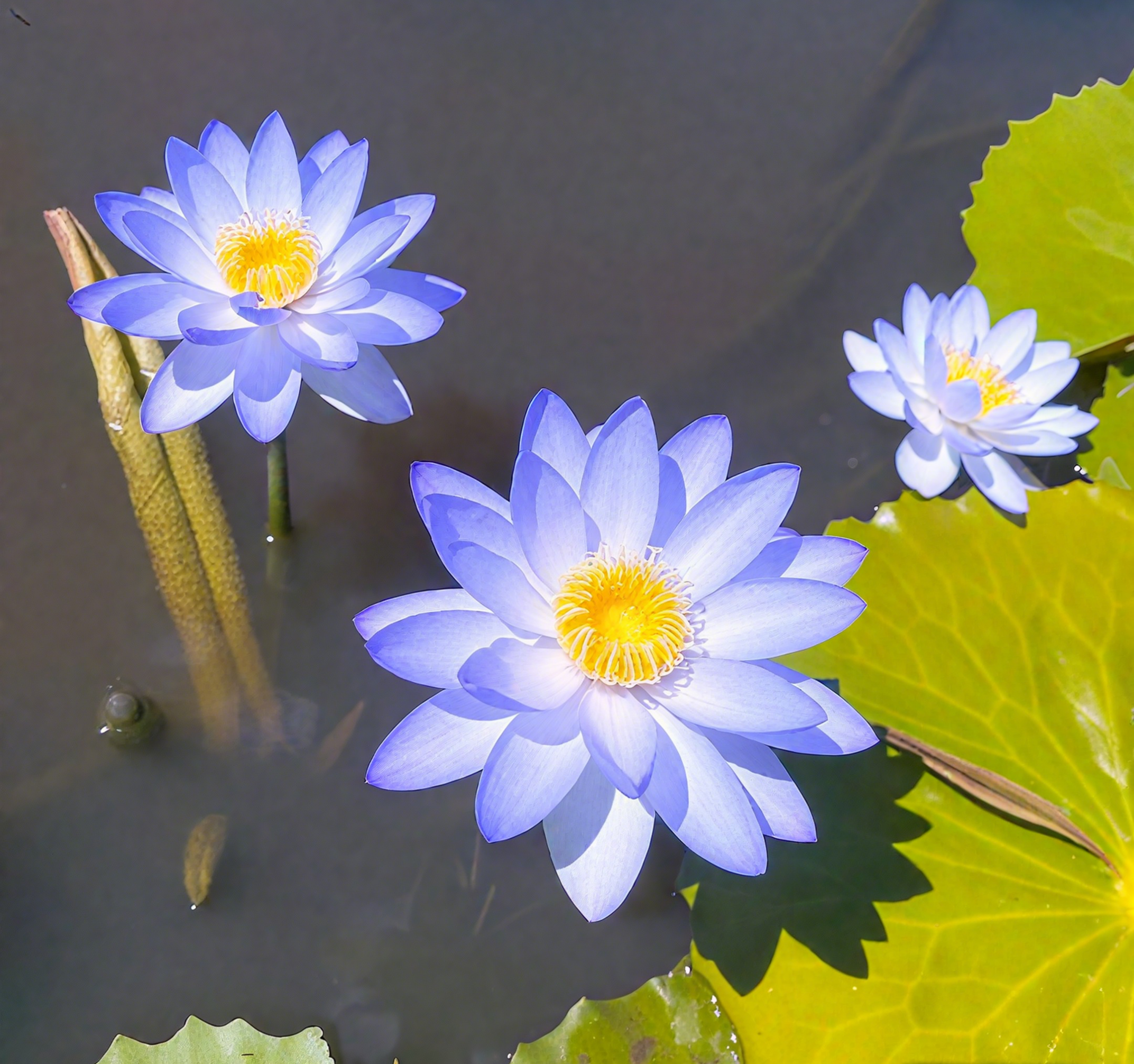 💐The Sacred Bonsai Bowl Lotus Flower Seeds