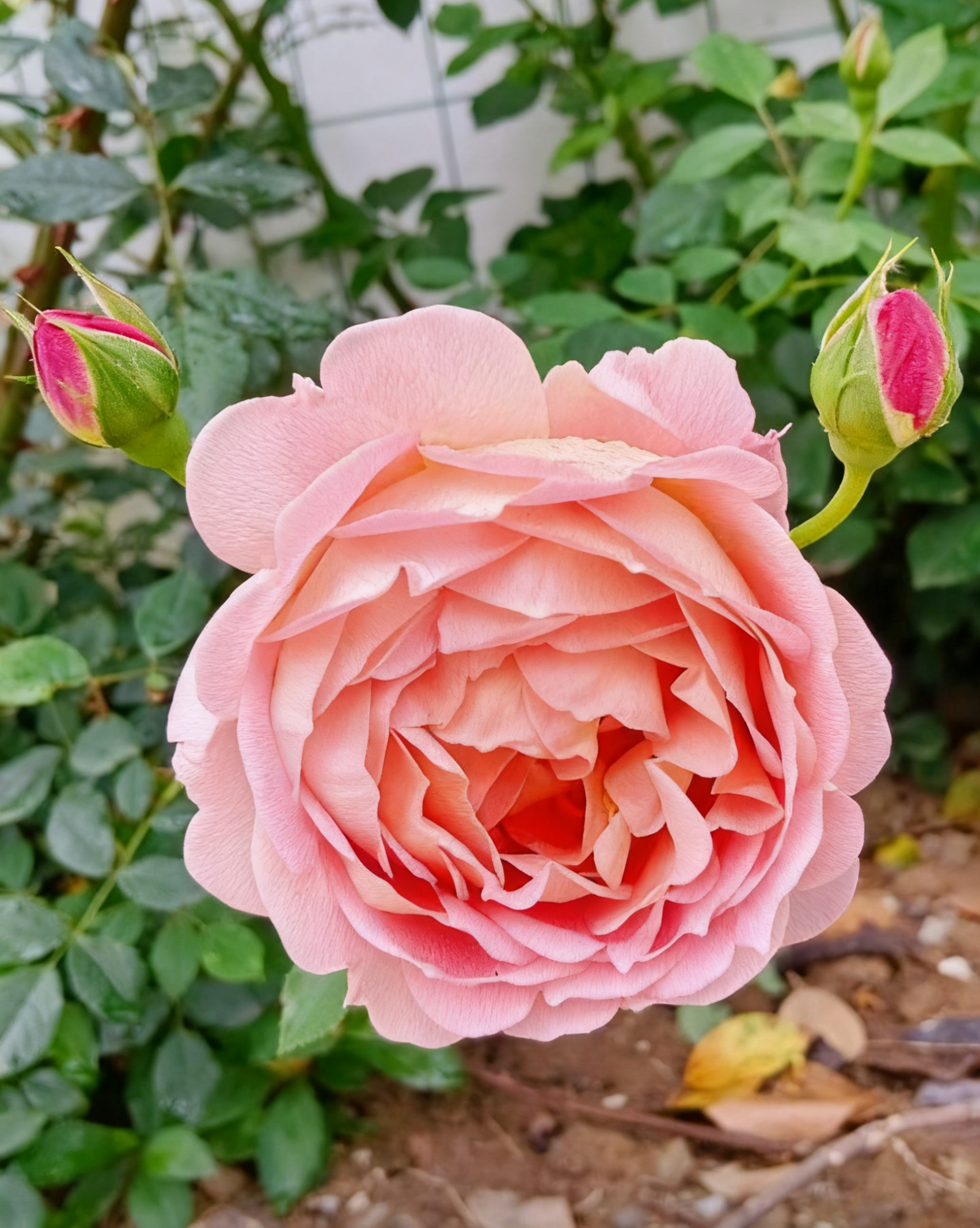 🌹 Yueji Rose – The Flower That Never Stops Blooming 🌸✨