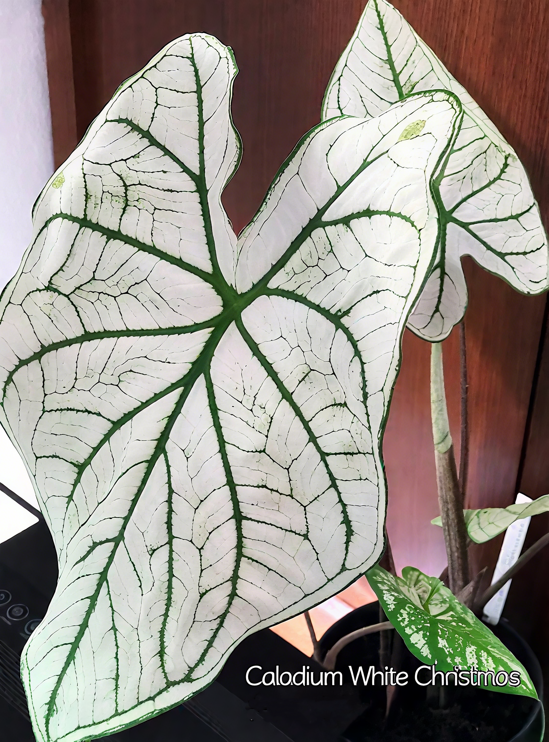 🌈 Bring Life & Color Home with Caladium – The Leaf That Inspires Joy!