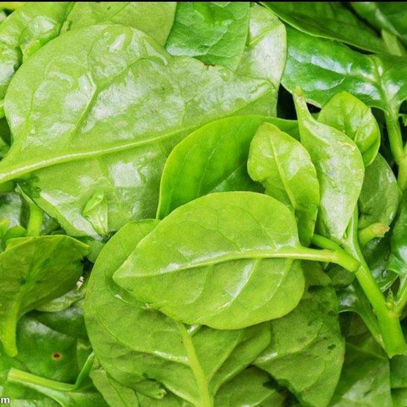 GIANT MALABAR SPINACH
