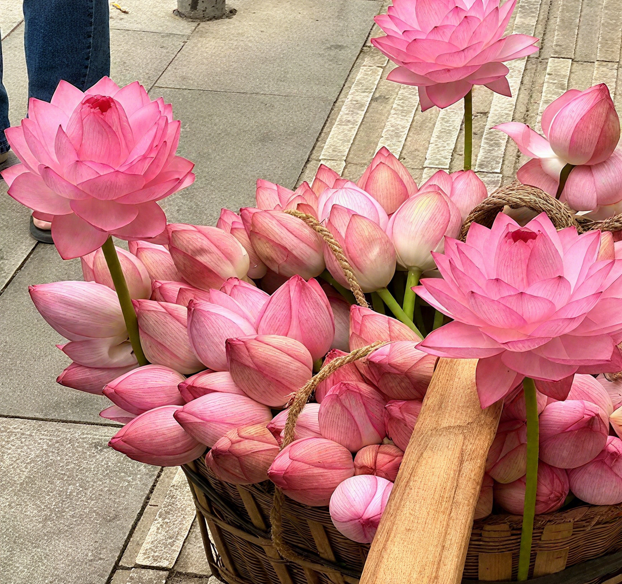 💐The Sacred Bonsai Bowl Lotus Flower Seeds