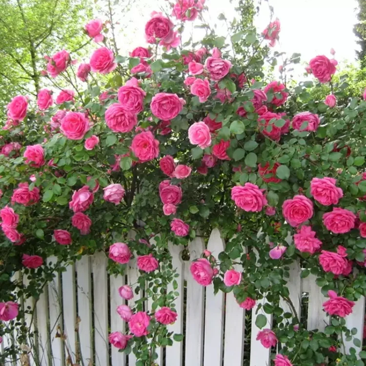 💐Beautiful Climbing Rose Seeds