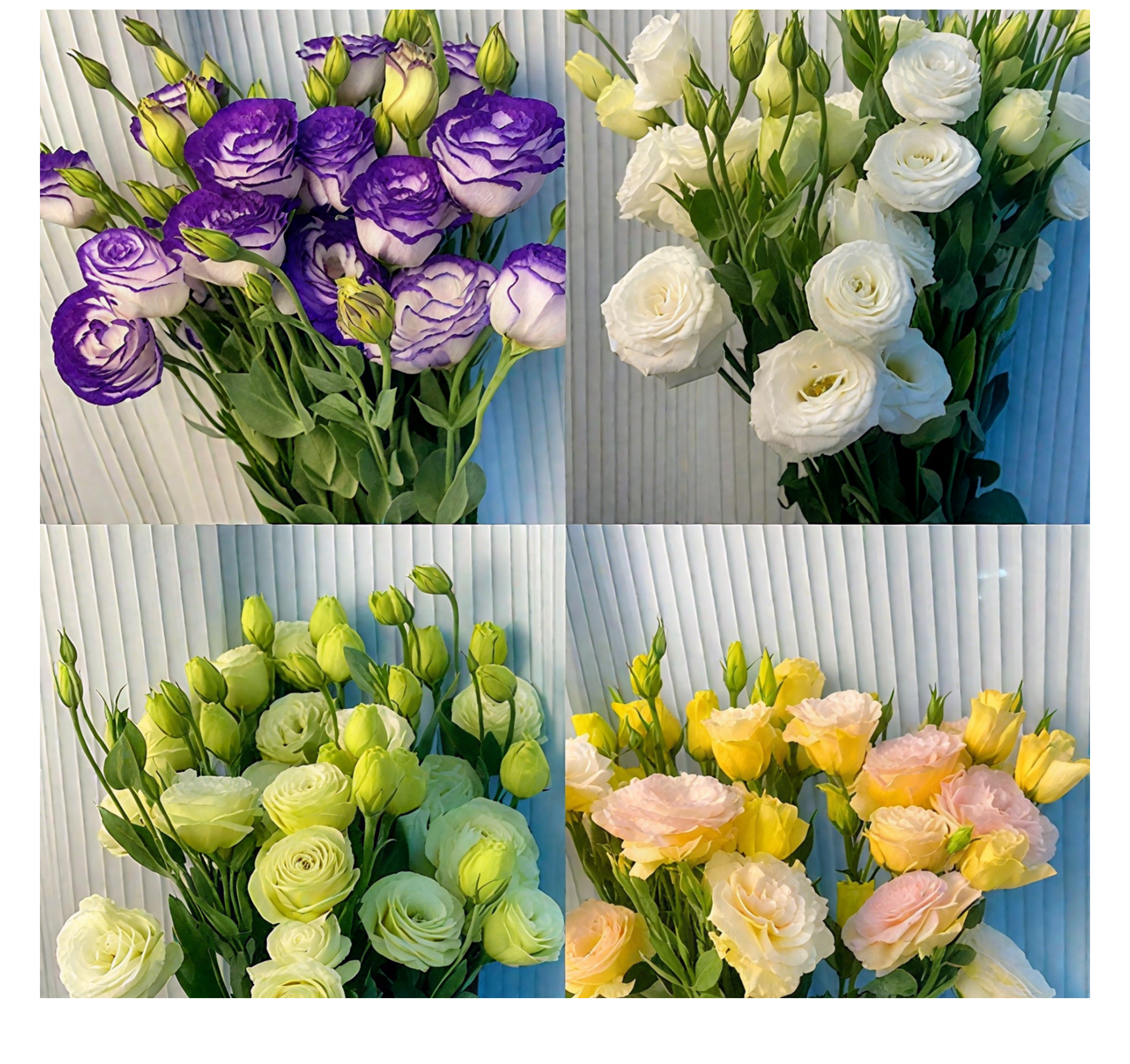 🔥🌺Low-maintenance Eustoma Flower Seeds🌈