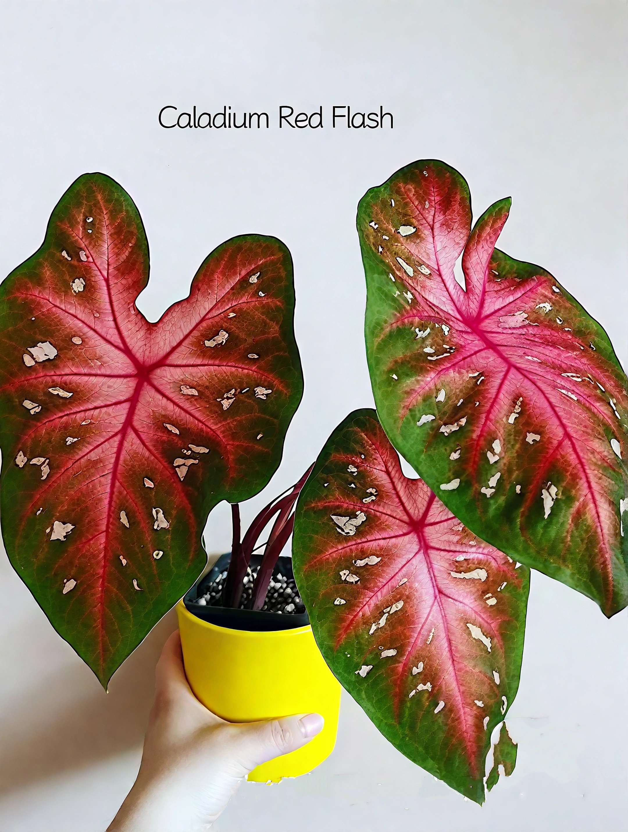 🌈 Bring Life & Color Home with Caladium – The Leaf That Inspires Joy!