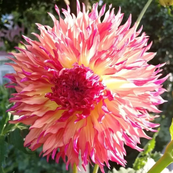 🌺Rare Dahlia