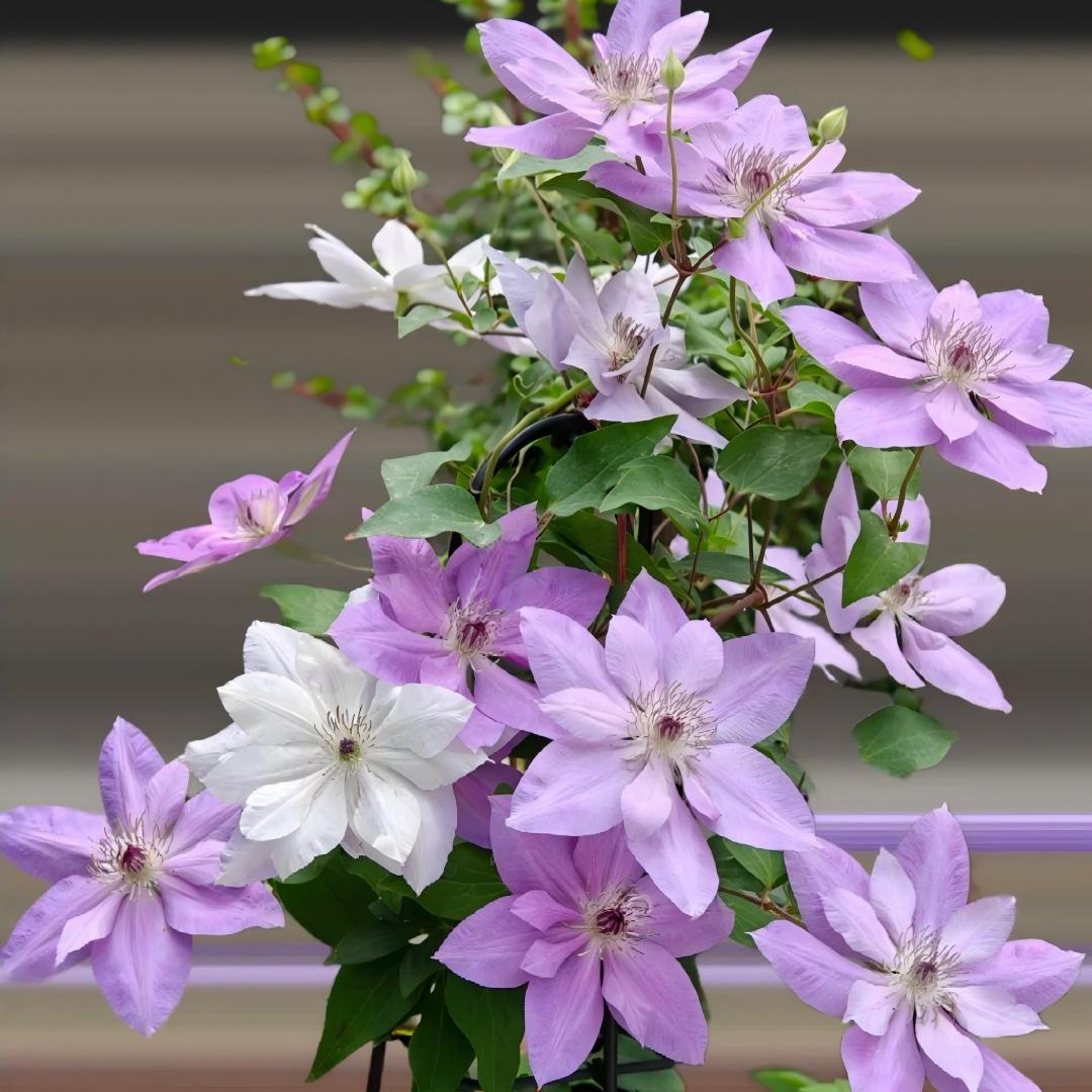 Clematis Seeds-The Queen of Climbing Vines