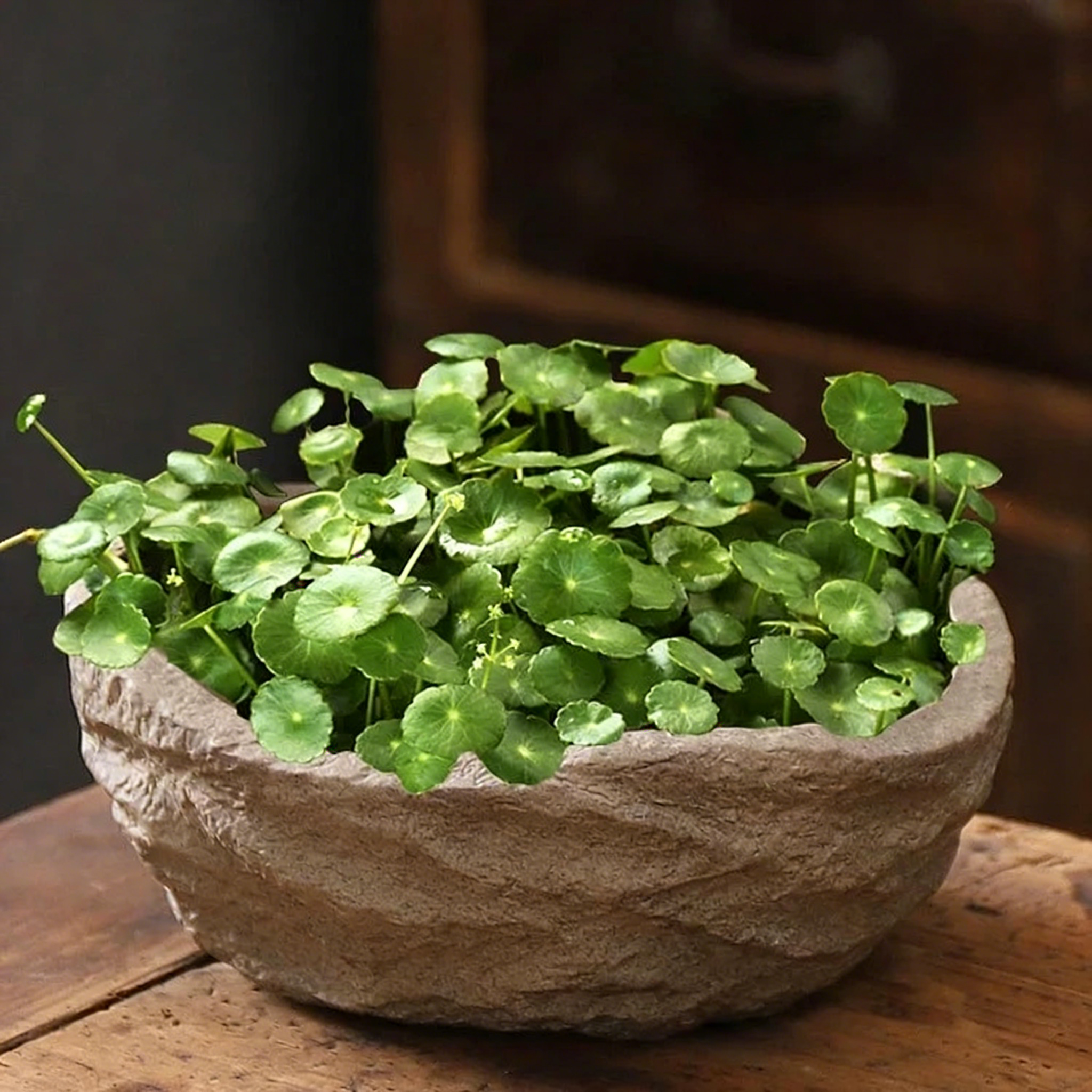 🍀Hydrocotyle Vulgaris Seeds-Copper Coin Grass