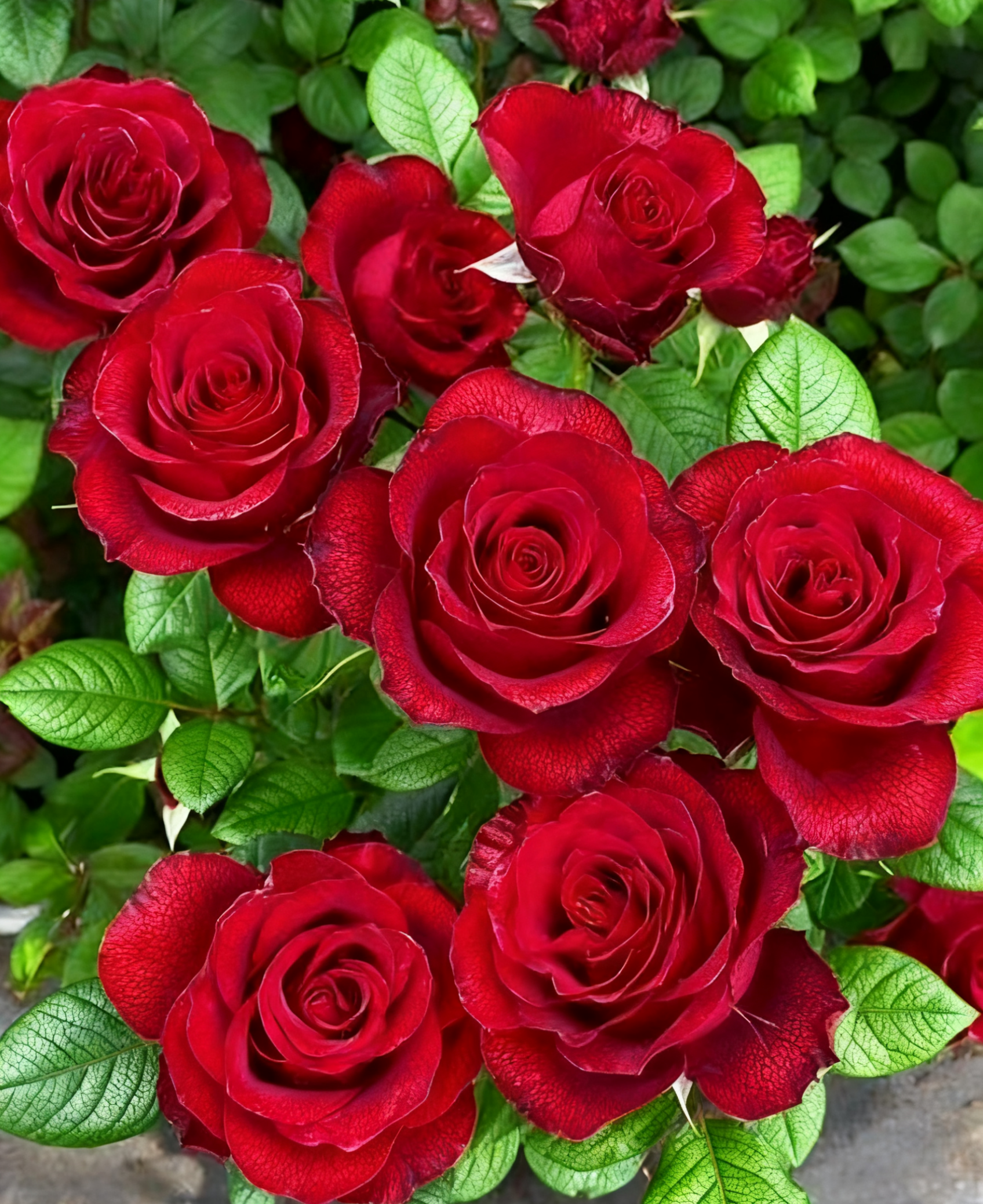 🌹 Yueji Rose – The Flower That Never Stops Blooming 🌸✨