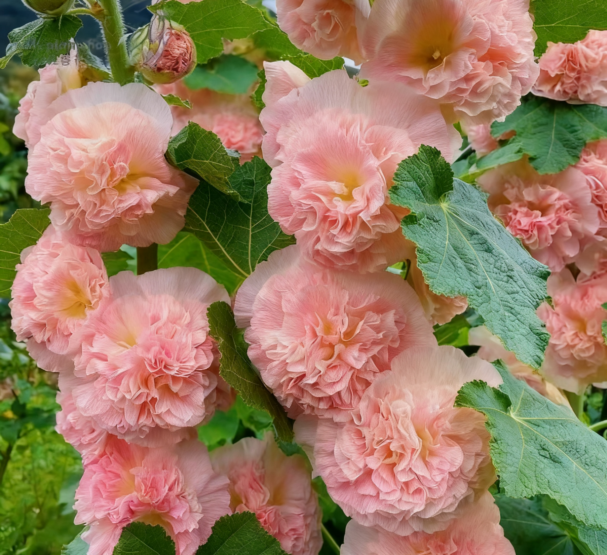 🏆 50K+ SOLD!🌺Double Hollyhock Seeds – Fall & Winter Planting, Perennial Blooms & Stunning Garden Elegance 🍂