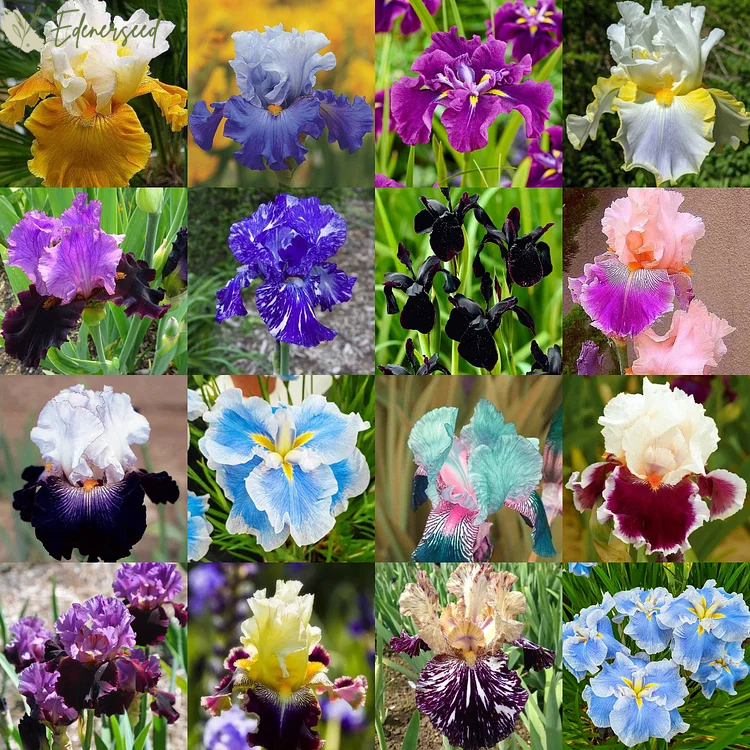 Multi Iris Seeds: Vibrant, Resilient, and Spectacular Blooms