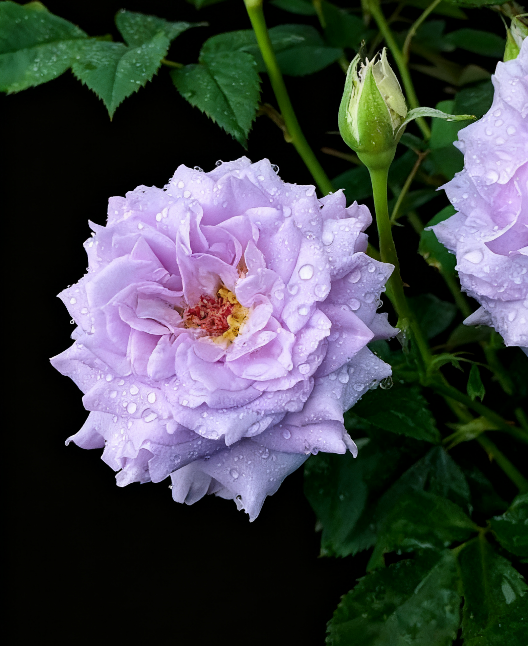 🌹 Yueji Rose – The Flower That Never Stops Blooming 🌸✨