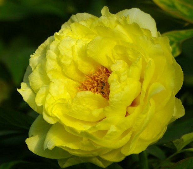 Colorful Peony Flower-Over 8 Colors.