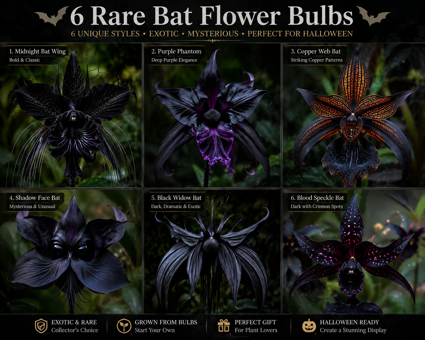 🦇 Rare Bat Flower Bulbs - A Truly Unusual Flower for Gardeners Who Love Something Different