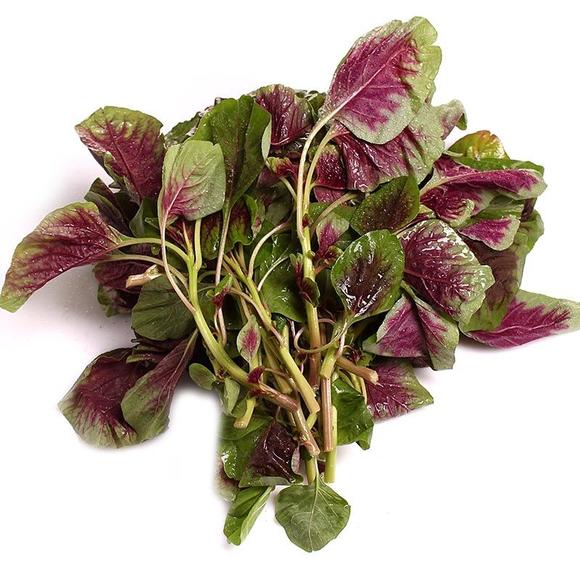Large-Leafed Red Amaranth Seeds 