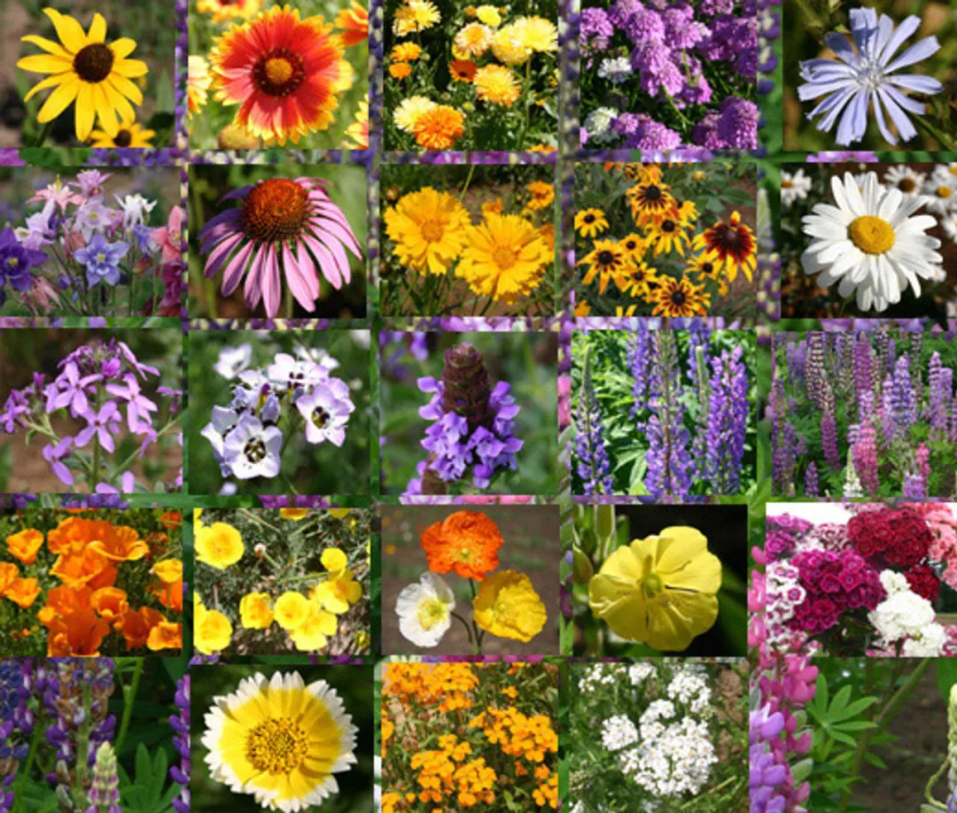 🐝Insect-friendly🔥Over 60 Mixed Perennial Flower Seeds🌿Pure Non-GMO
