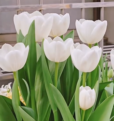 🌷Tulips That Bloom with Beauty, Fragrance & Meaning