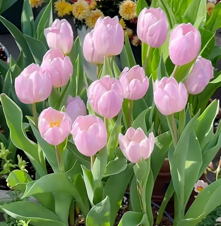 🌷Tulips That Bloom with Beauty, Fragrance & Meaning