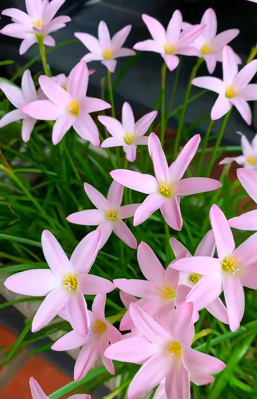 🌸Rain Lily – The Flower That Blooms with the Rain