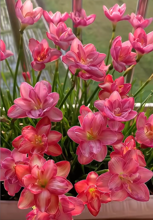 🌸Rain Lily – The Flower That Blooms with the Rain