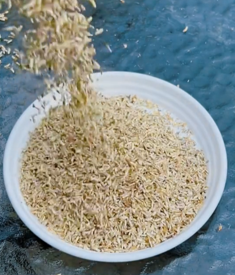 🏵️Colorful Ping Pong Chrysanthemum Seeds