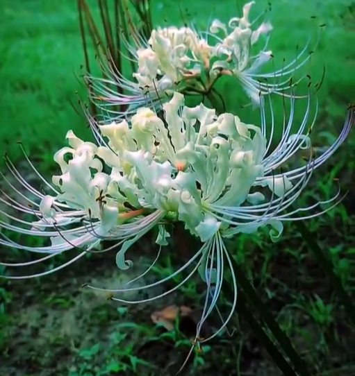 🌸Lycoris Radiata Multi-Color – Flowers of Mystery, Romance, and Everlasting Charm