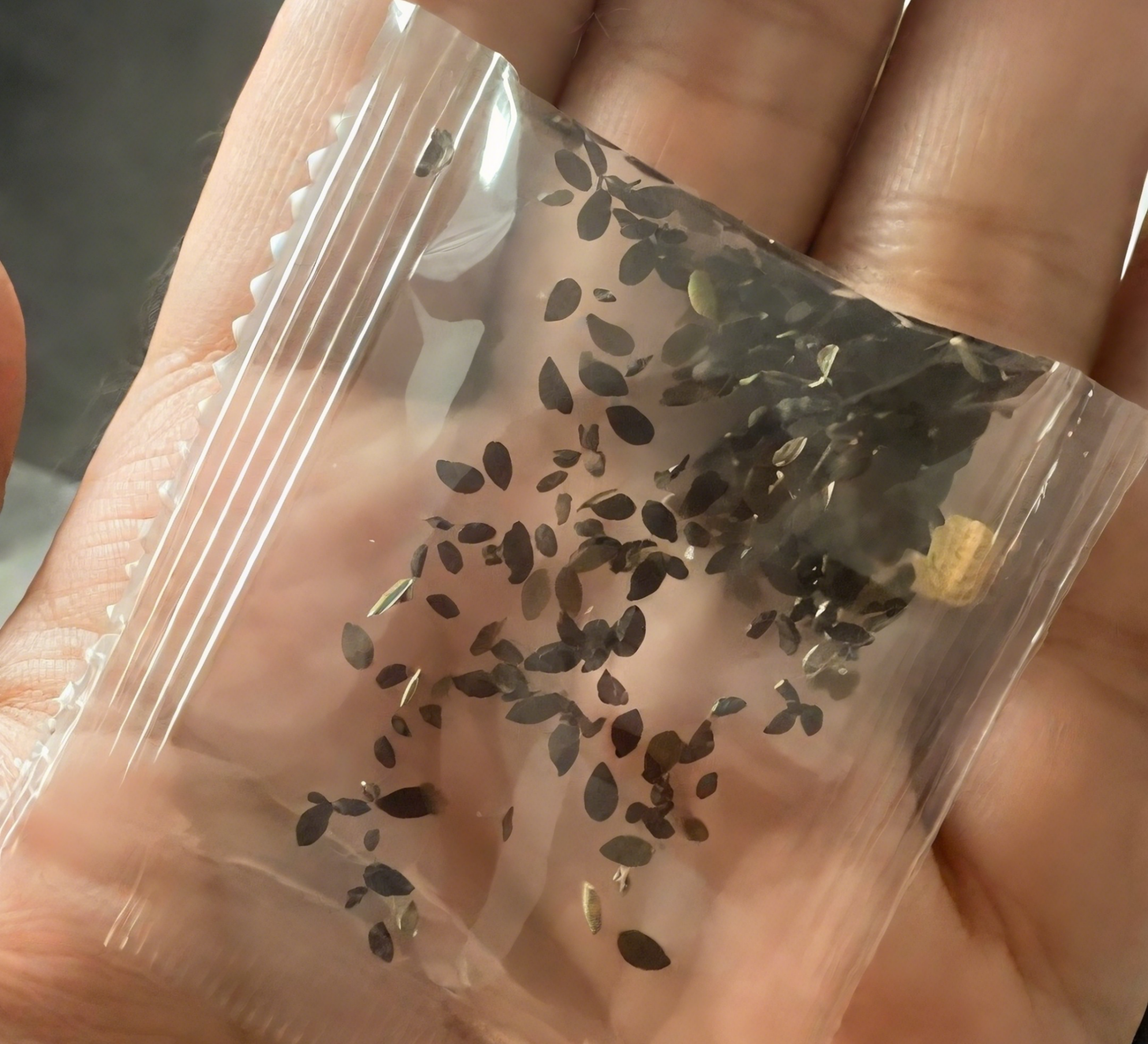 🔥🌺Low-maintenance Eustoma Flower Seeds🌈