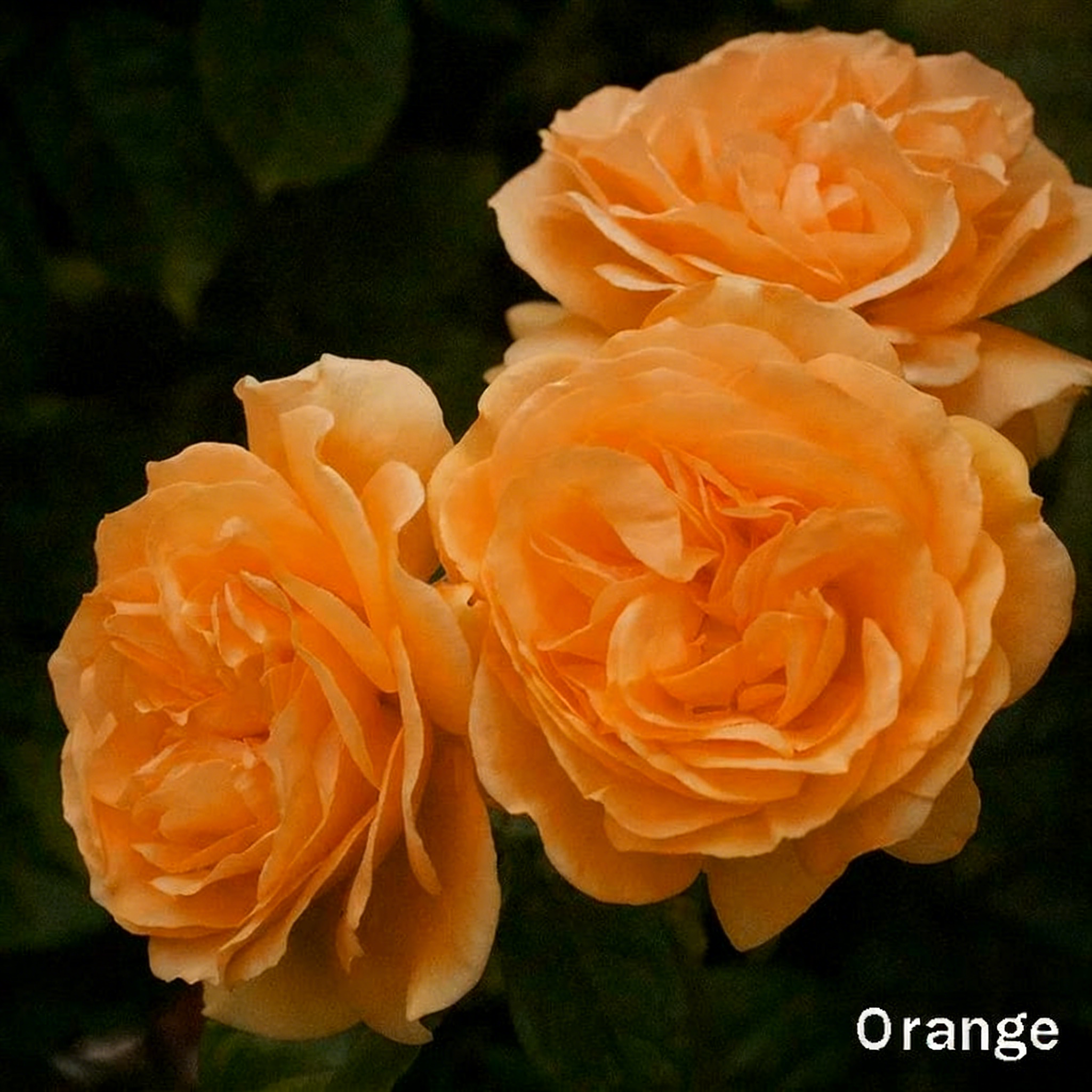 Camellia Flower Seeds – 8 Romantic Colors, Winter Blooming Beauty