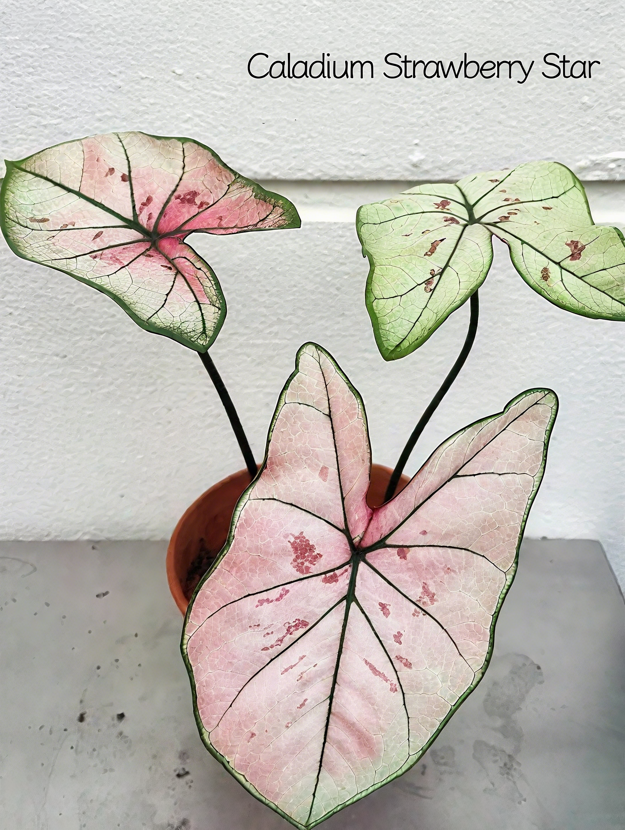 🌈 Bring Life & Color Home with Caladium – The Leaf That Inspires Joy!