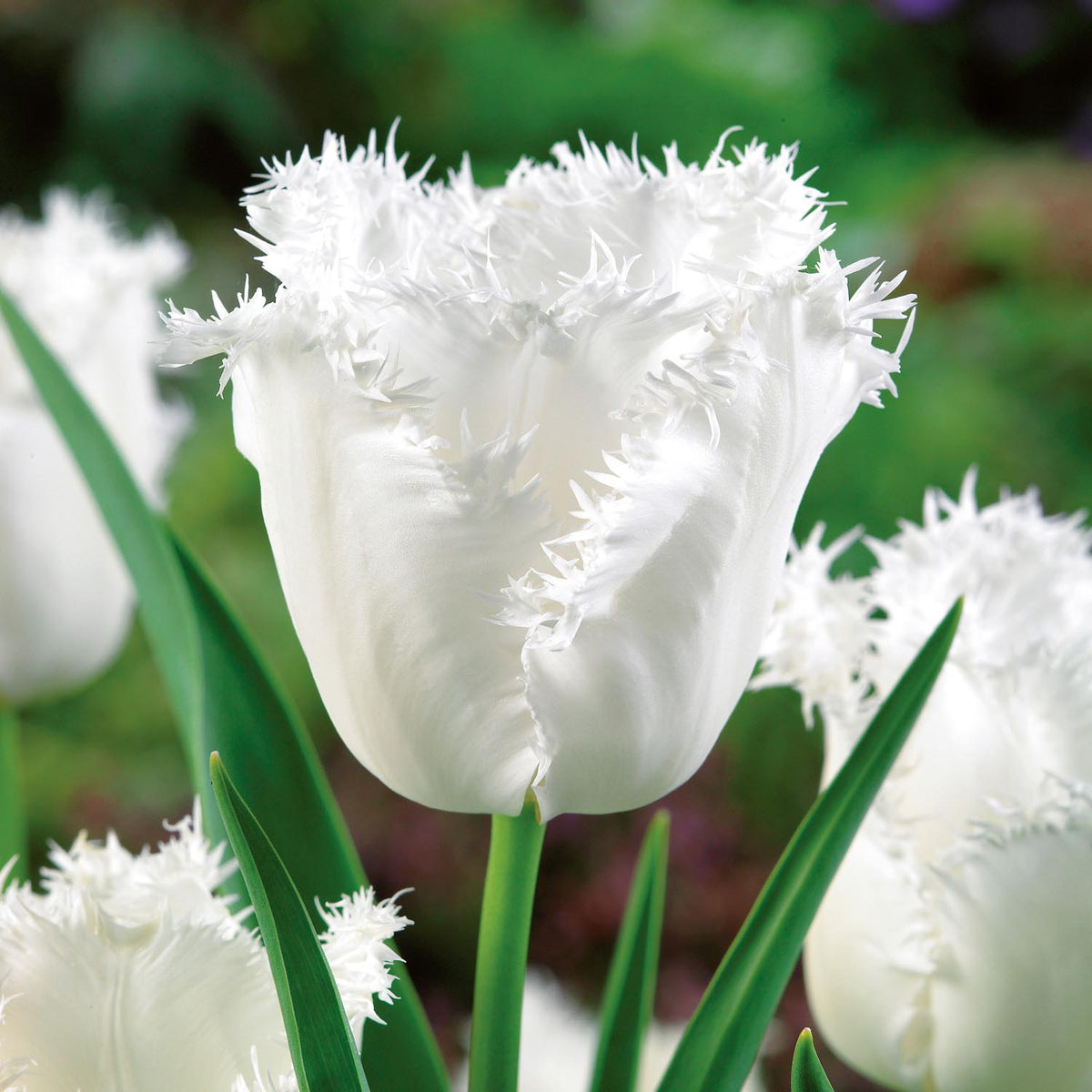 White Fringed Tulip Seeds