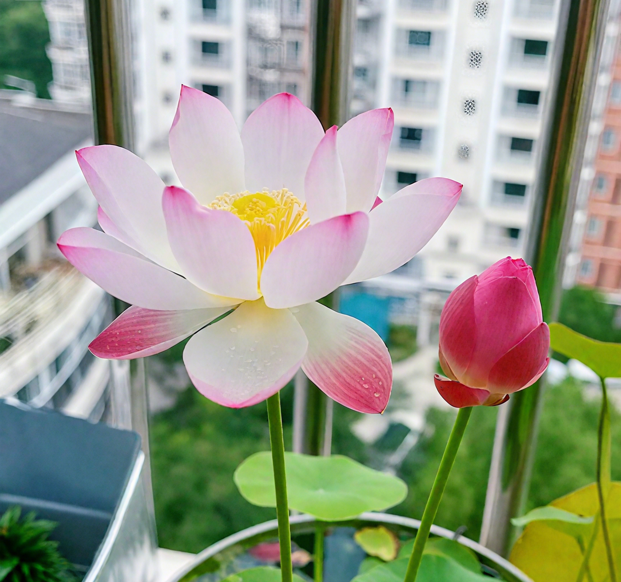 💐The Sacred Bonsai Bowl Lotus Flower Seeds