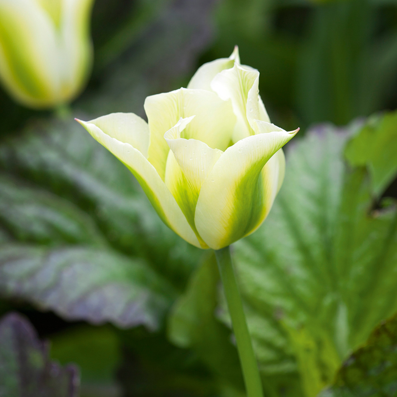 Spring Green Tulip Seeds
