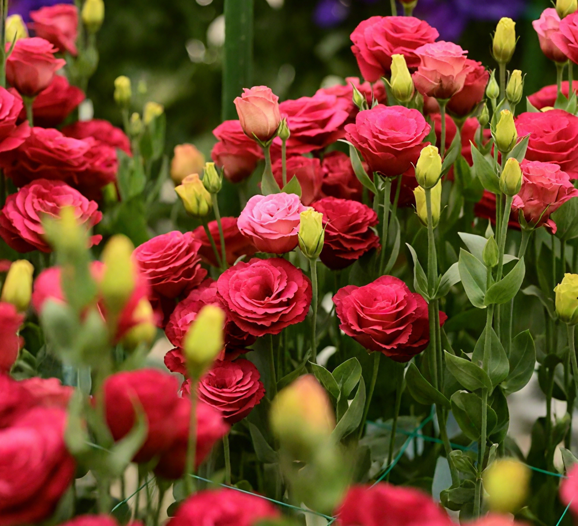 🔥🌺Low-maintenance Eustoma Flower Seeds🌈