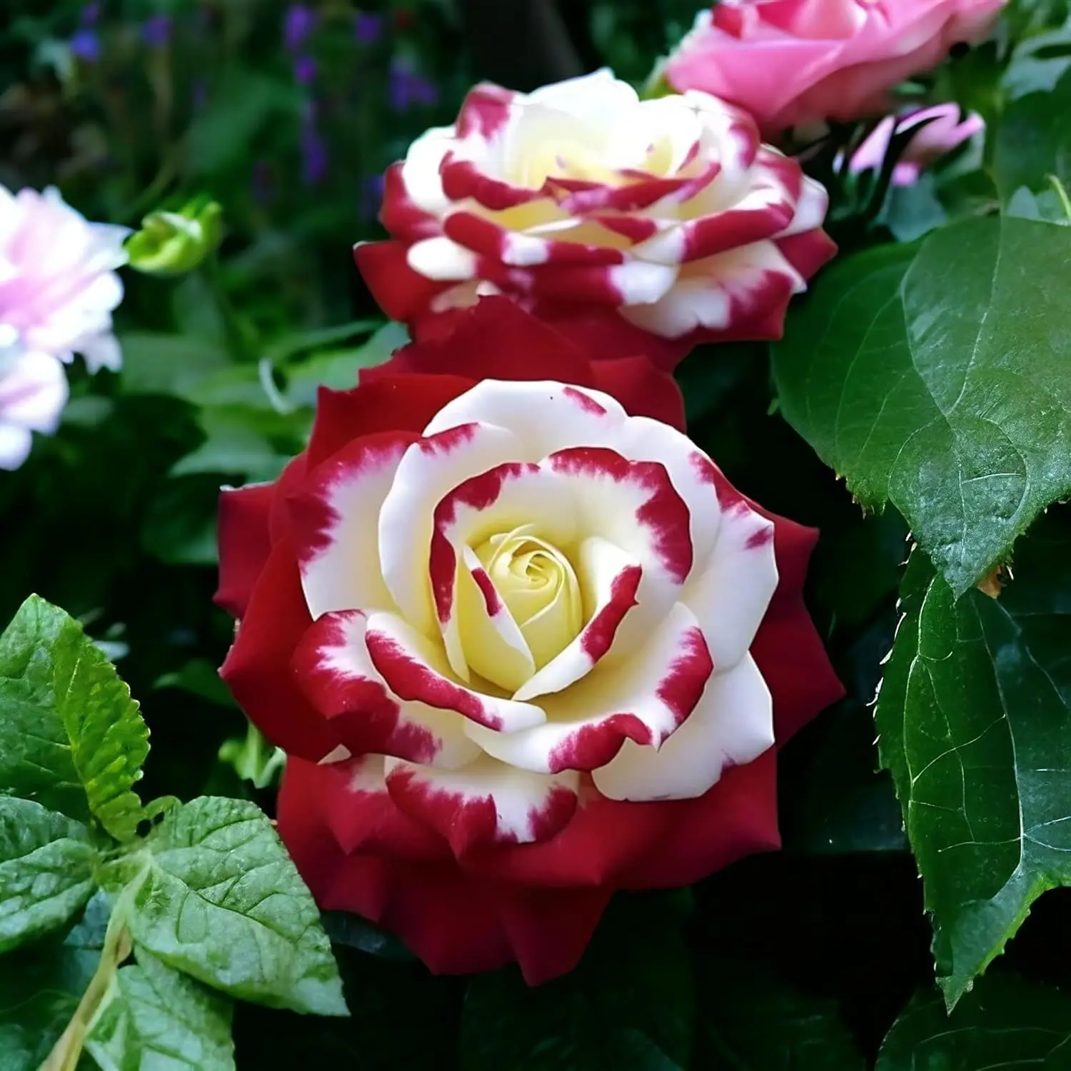 【Buy 3 Get 1 Free】Rare Twin Red White Rose Flower Seeds for Planting - Captivating Garden Blooms Non GMO Heirloom Garden - Planting Instructions for Easy Grow - Great Gardening Gifts