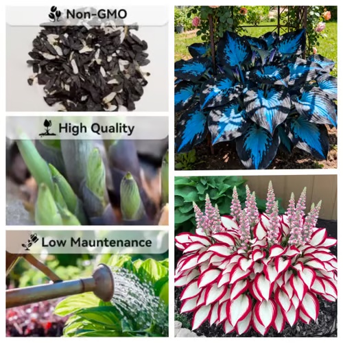 💥2026 Special Offer 🌌Midnight Blue Heart Hosta Seeds, Perennial Shade Plant for the Garden