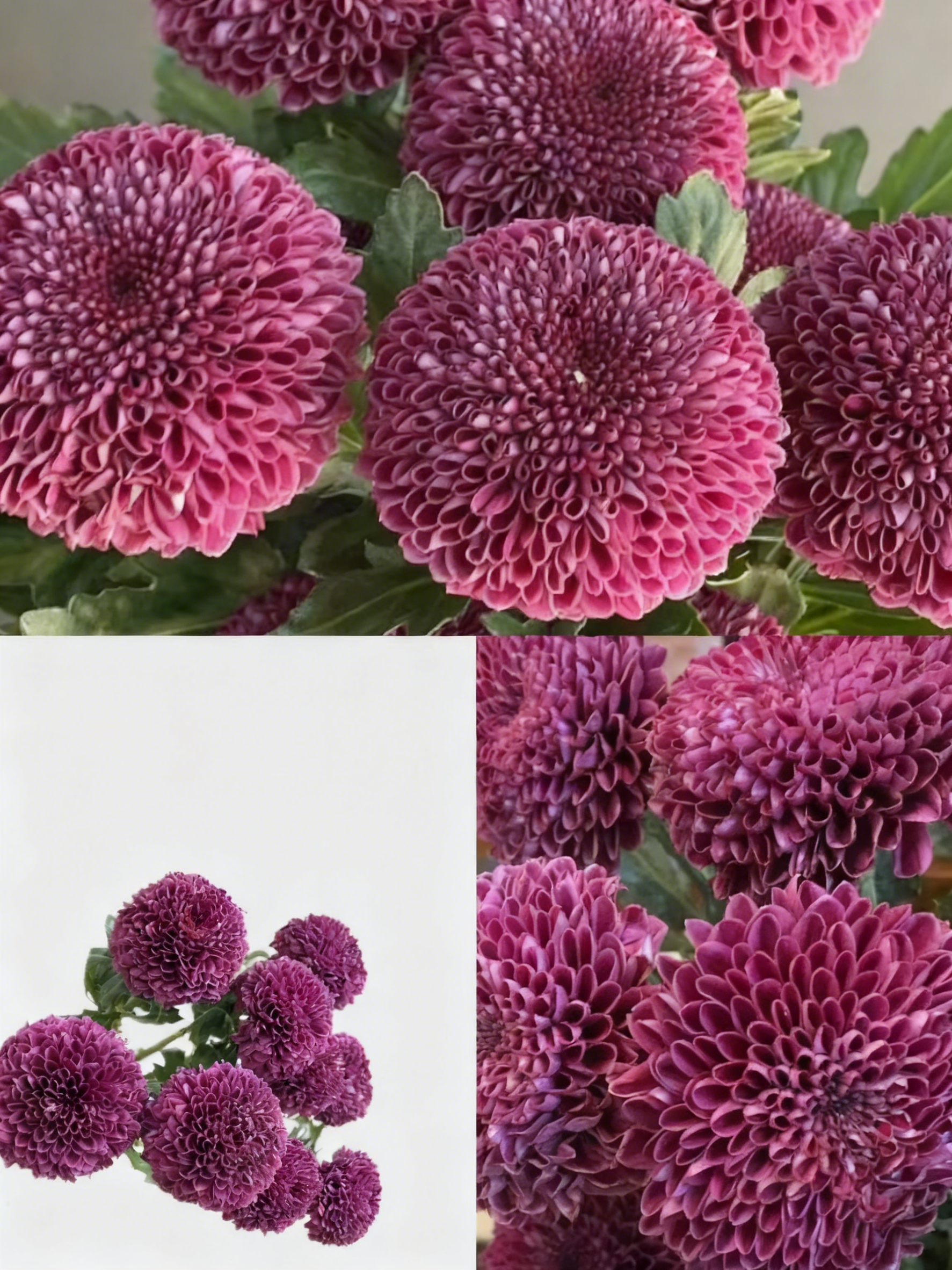 🏵️Colorful Ping Pong Chrysanthemum Seeds