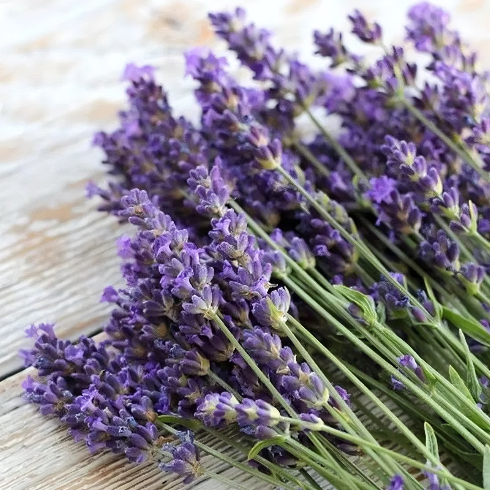 🔥Up to 50% discount🪻Lavender Herb Seeds - Perennial