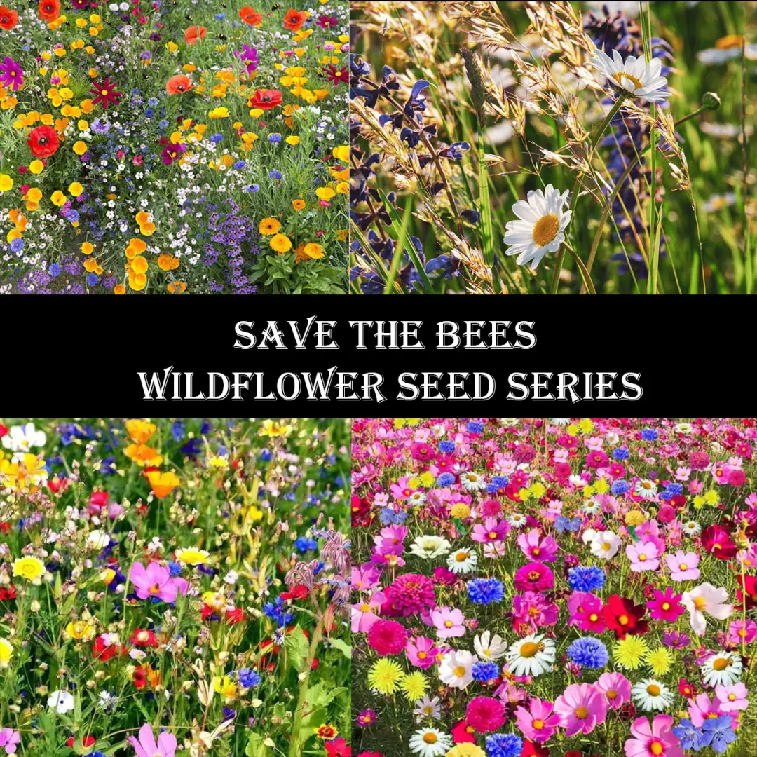 🐝Insect-friendly🔥Over 60 Mixed Perennial Flower Seeds🌿Pure Non-GMO